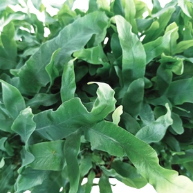 Paproć Phlebodium aureum Blue Star C0,9