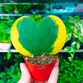 Aglaonema Peach Pearl C1,2