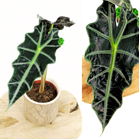 Alocasia Polly C1,2