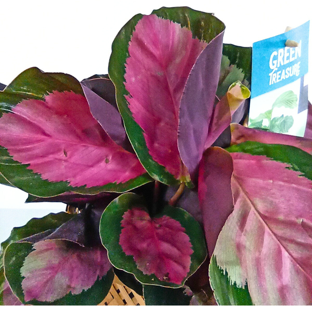 Kalatea Roseopicta Rosy Calathea C1,2