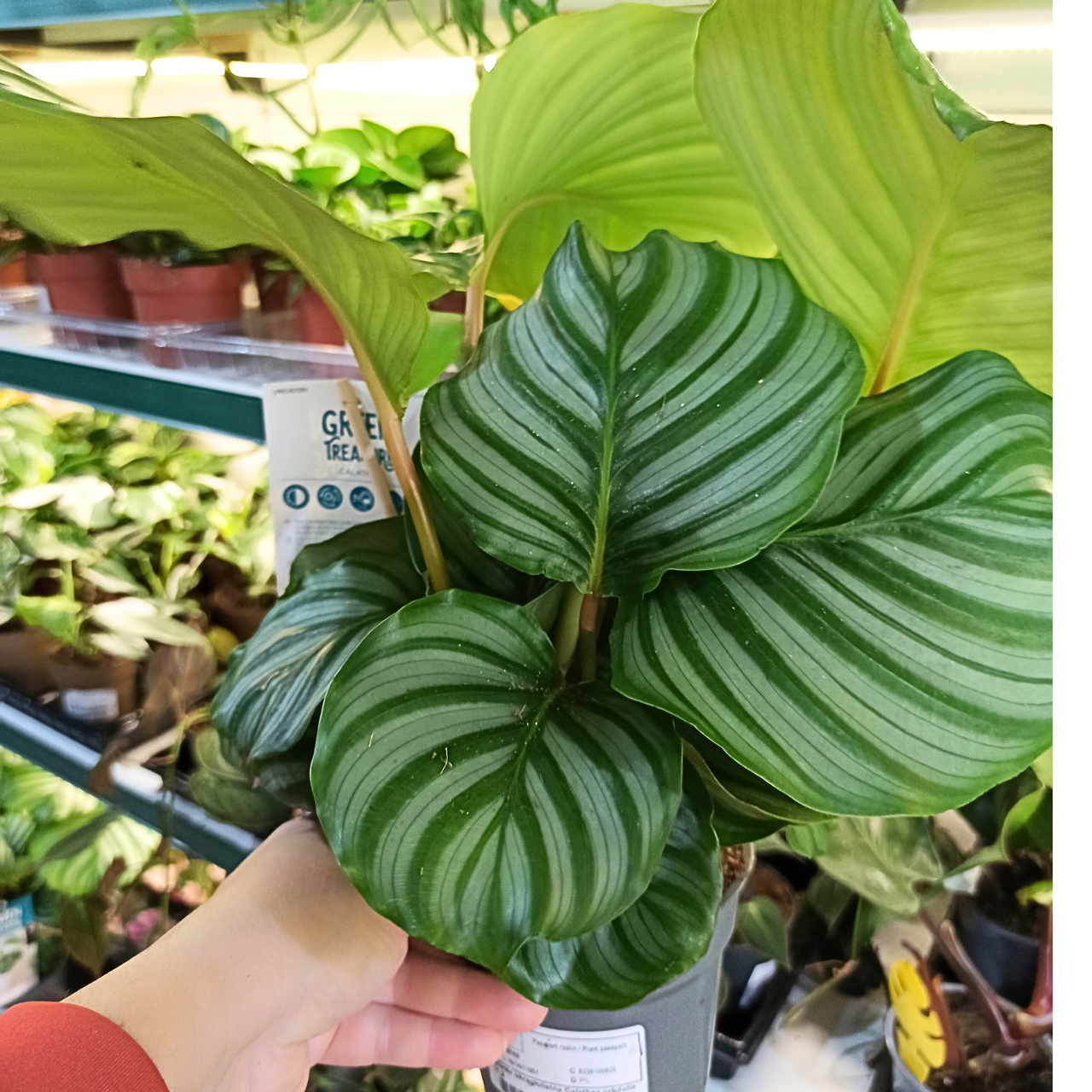 Kalatea okrągłolistna Calathea orbifolia C1,2