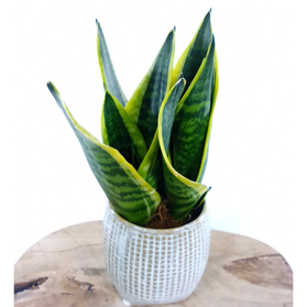 Sansevieria Futura Superba C0,9