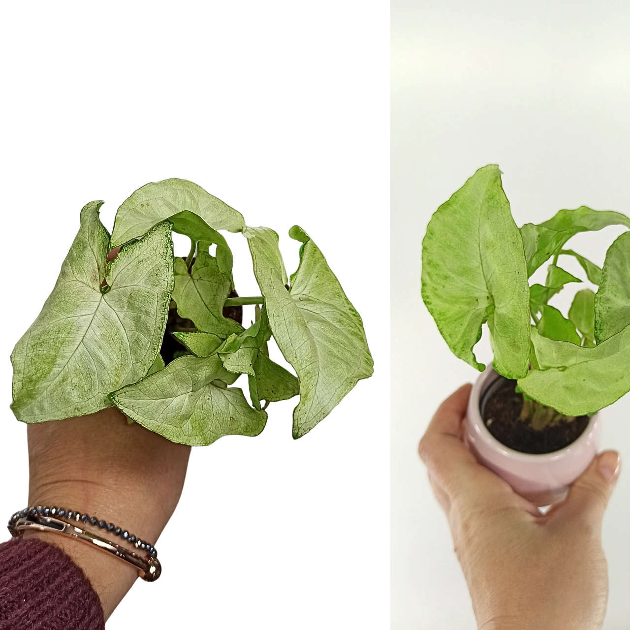 Aglaonema Peach Pearl C1,2