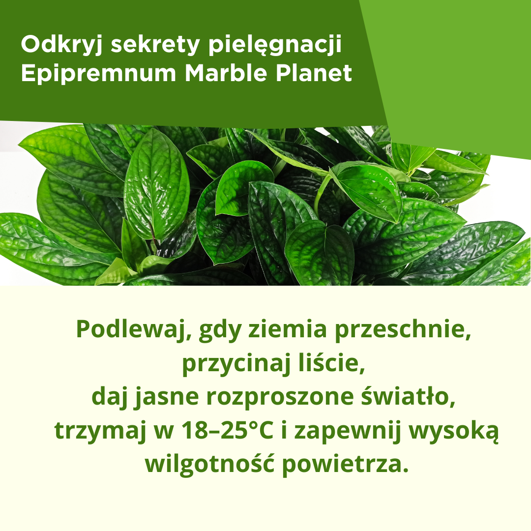 Epipremnum Marble Planet C1,2