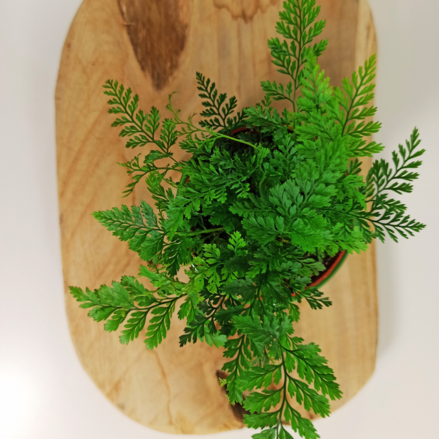 Paproć Humata Tyermana Humata teyermanii C0,9