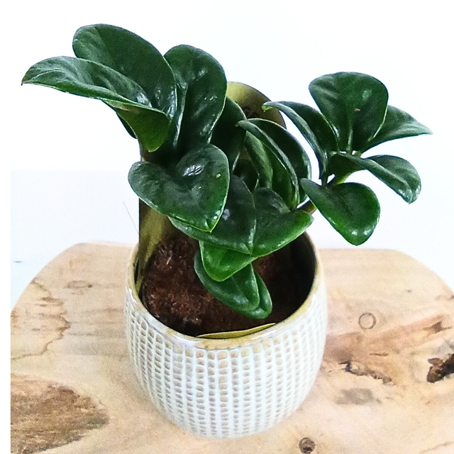 Zamioculcas Zenzi C1,2