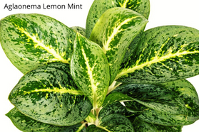 Aglaonema Lemon Mint C1,2