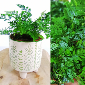 Paproć Humata Tyermana Humata teyermanii C0,9