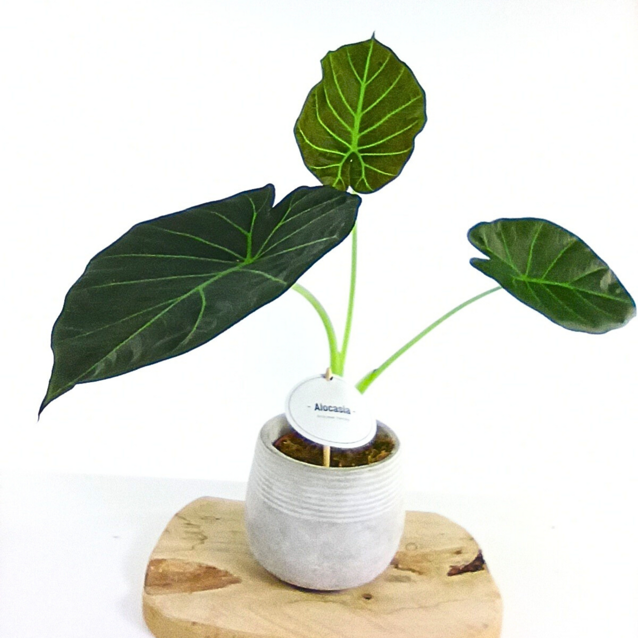 Alokazja Regal Shields Alocasia C1,2