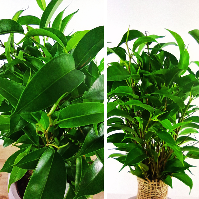 Fikus benjamina Ficus Benjamin C1,2