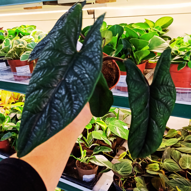 Alokazja Scalprum Alocasia C1,2