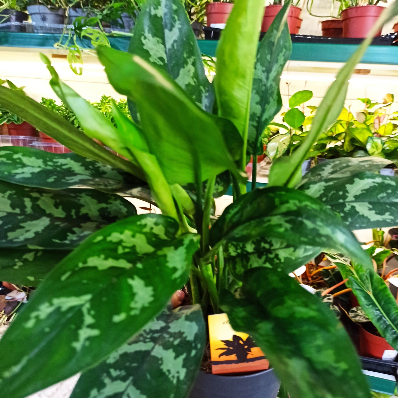 Aglaonema Maria C1,4