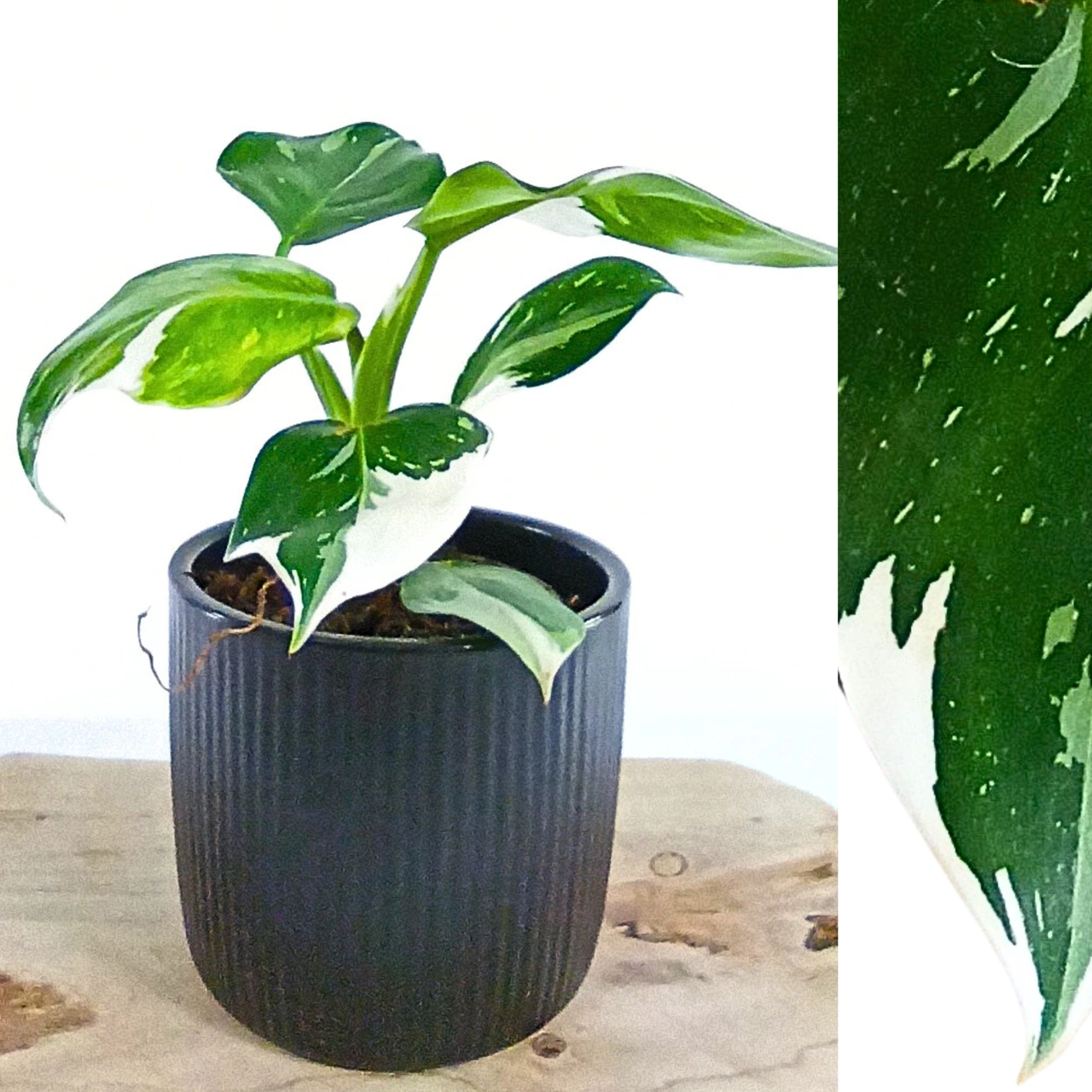 Aglaonema Peach Pearl C1,2