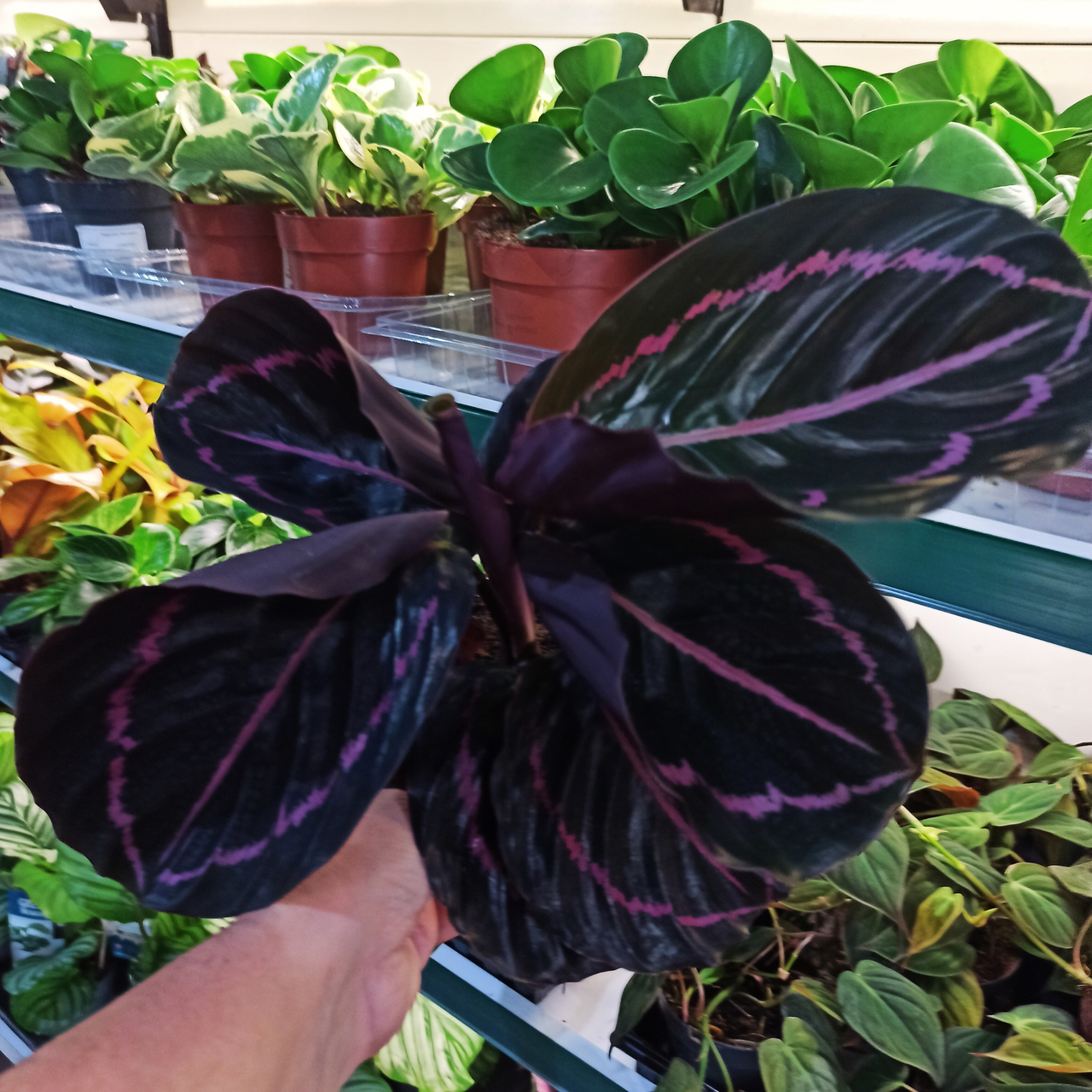 Aglaonema Peach Pearl C1,2