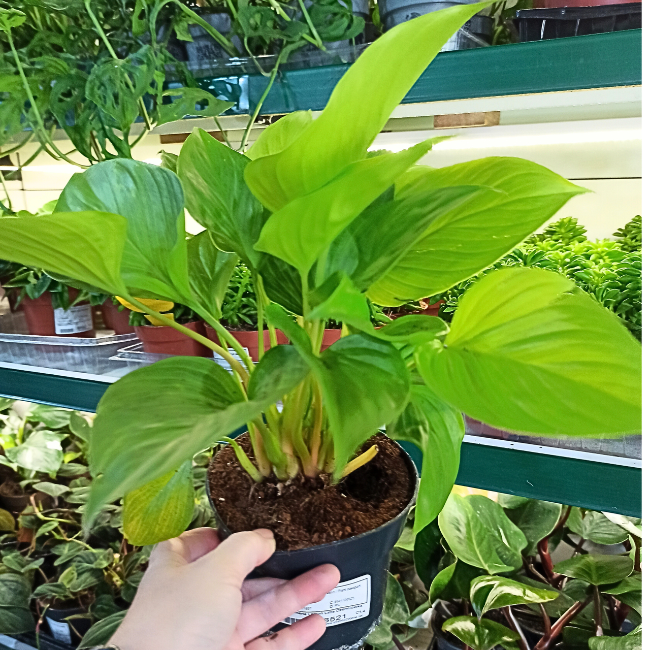 Homalomena Lemon Lime Czermiówka C1,4