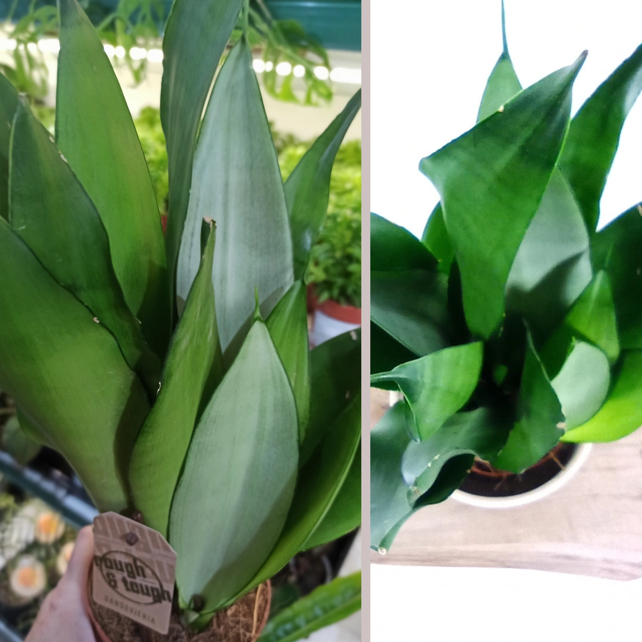 Sansevieria Moonshine C1,2