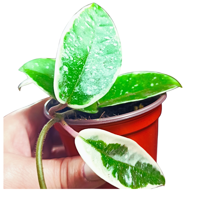 Aglaonema Peach Pearl C1,2