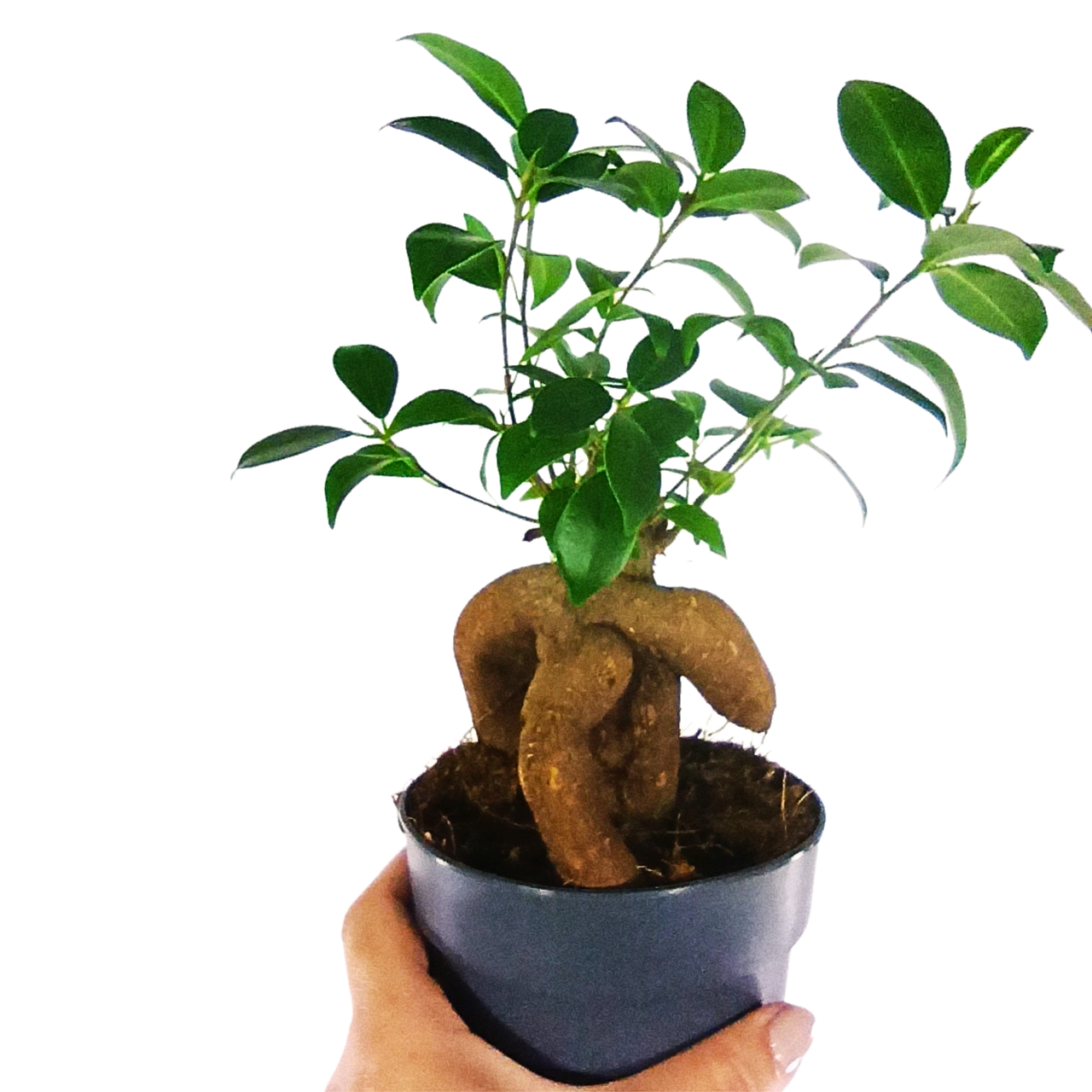 Aglaonema Peach Pearl C1,2