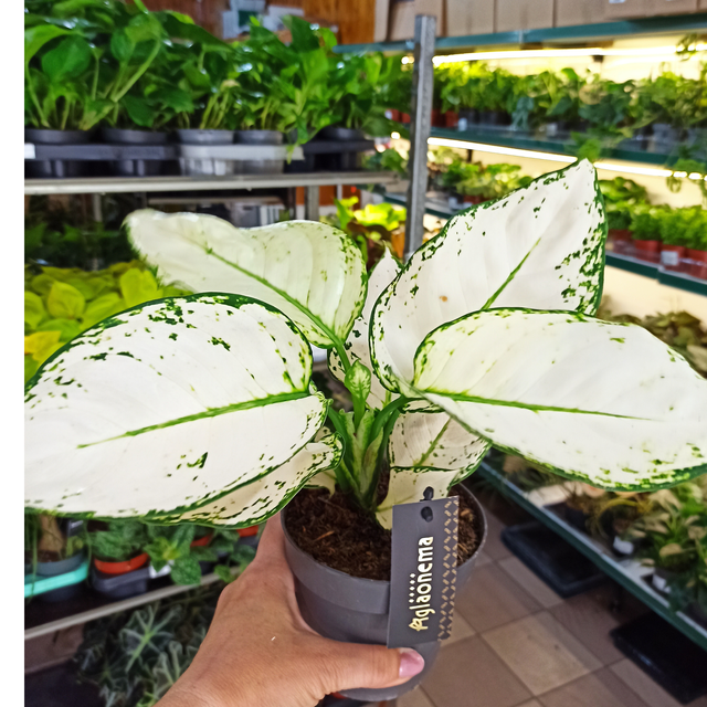 Aglaonema White Joy C1,2