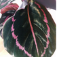 Aglaonema Peach Pearl C1,2
