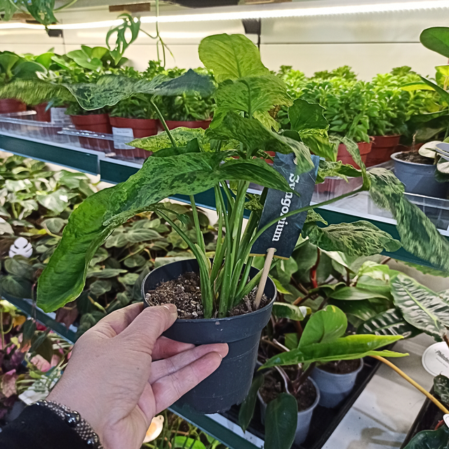 Syngonium Mottled Zroślicha C1,2