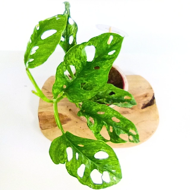 Monstera adansonii Mint C1,2