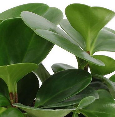 Peperomia Green Gold C1,2
