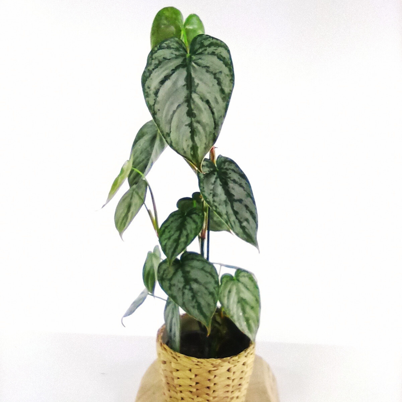 Filodendron brandtianum Philodendron C1,2