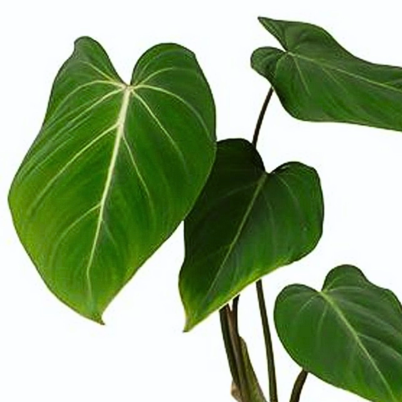 Philodendron Gloriosum C1,2