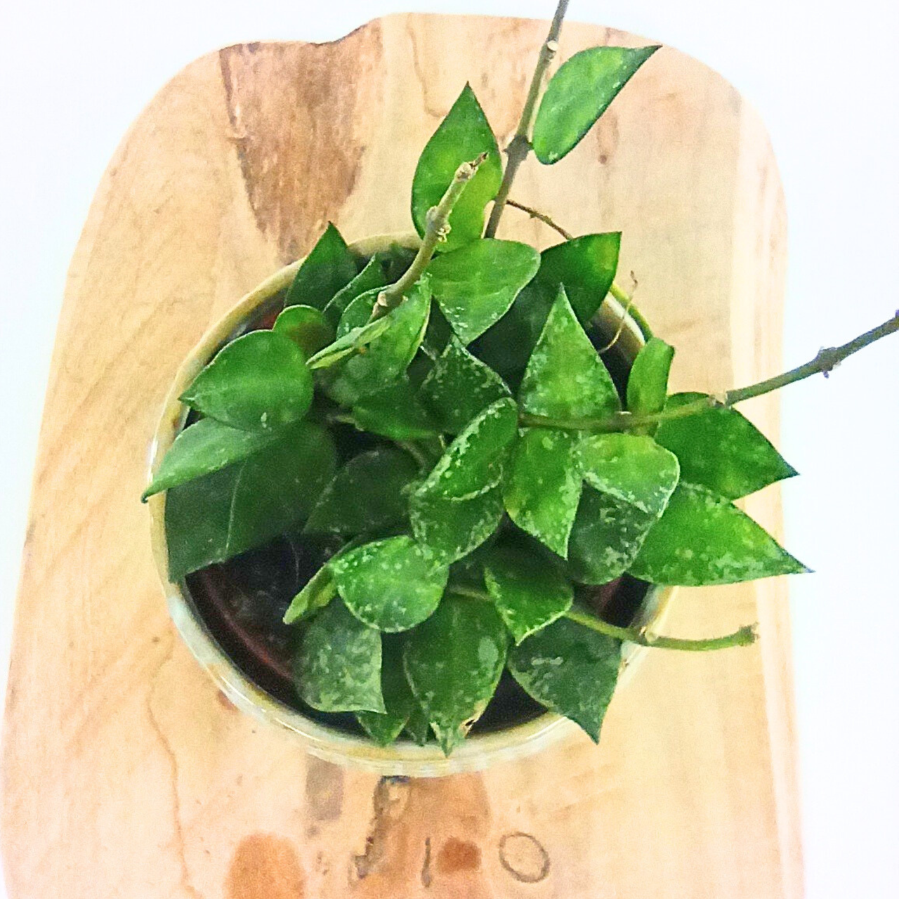 Hoya krohniana Splash C0,9