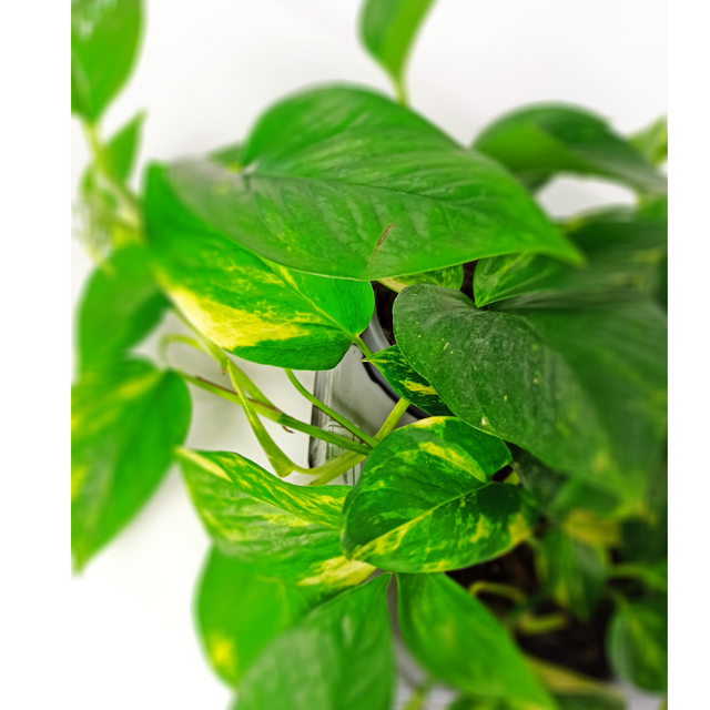 Epipremnum aureum Epipremnum złociste C1,2