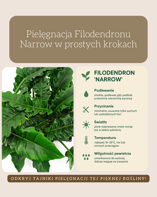 Philodendron Narrow C1,2