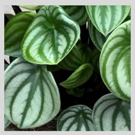 Hoya australis australijska C1,2