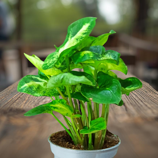 Syngonium Pixie C1,2