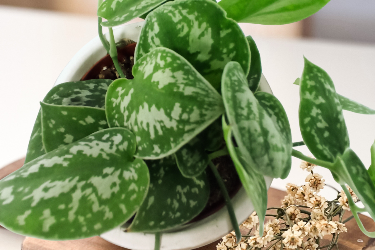 Scindapsus pictus Argyraeus C1,2