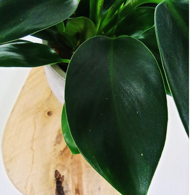 Filodendron Green Princess Philodendron C1,0