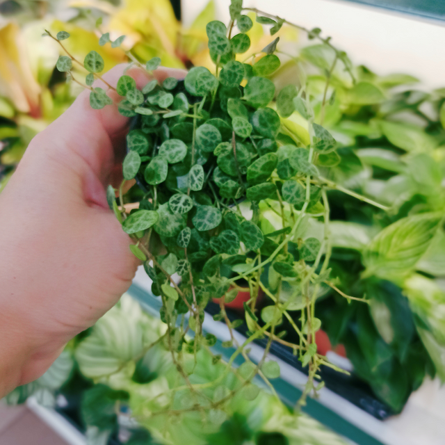 Peperomia prostrata C0,6