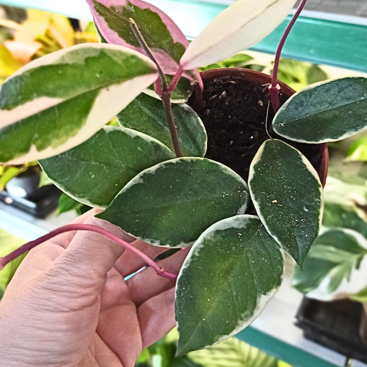 Aglaonema Peach Pearl C1,2