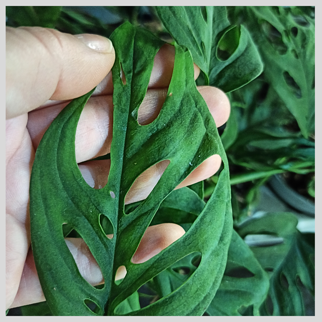 Monstera adansonii C1,2
