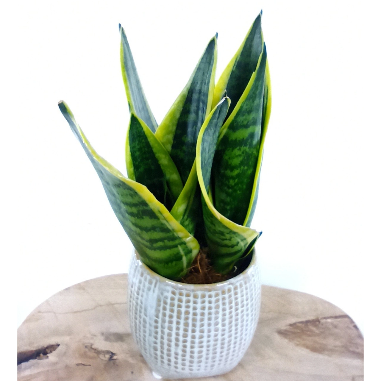 Sansevieria Futura Superba C0,9