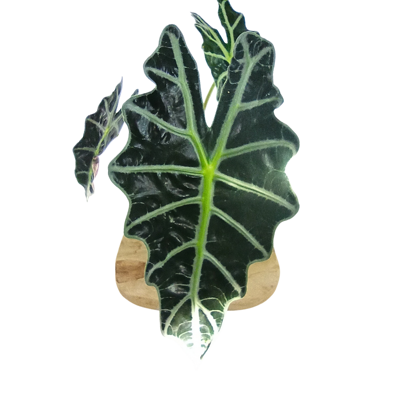 Alokazja amazońska Alocasia Amazonica C1,2
