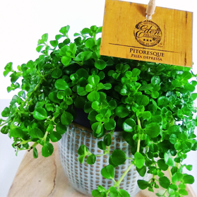 Pilea depressa C1,0