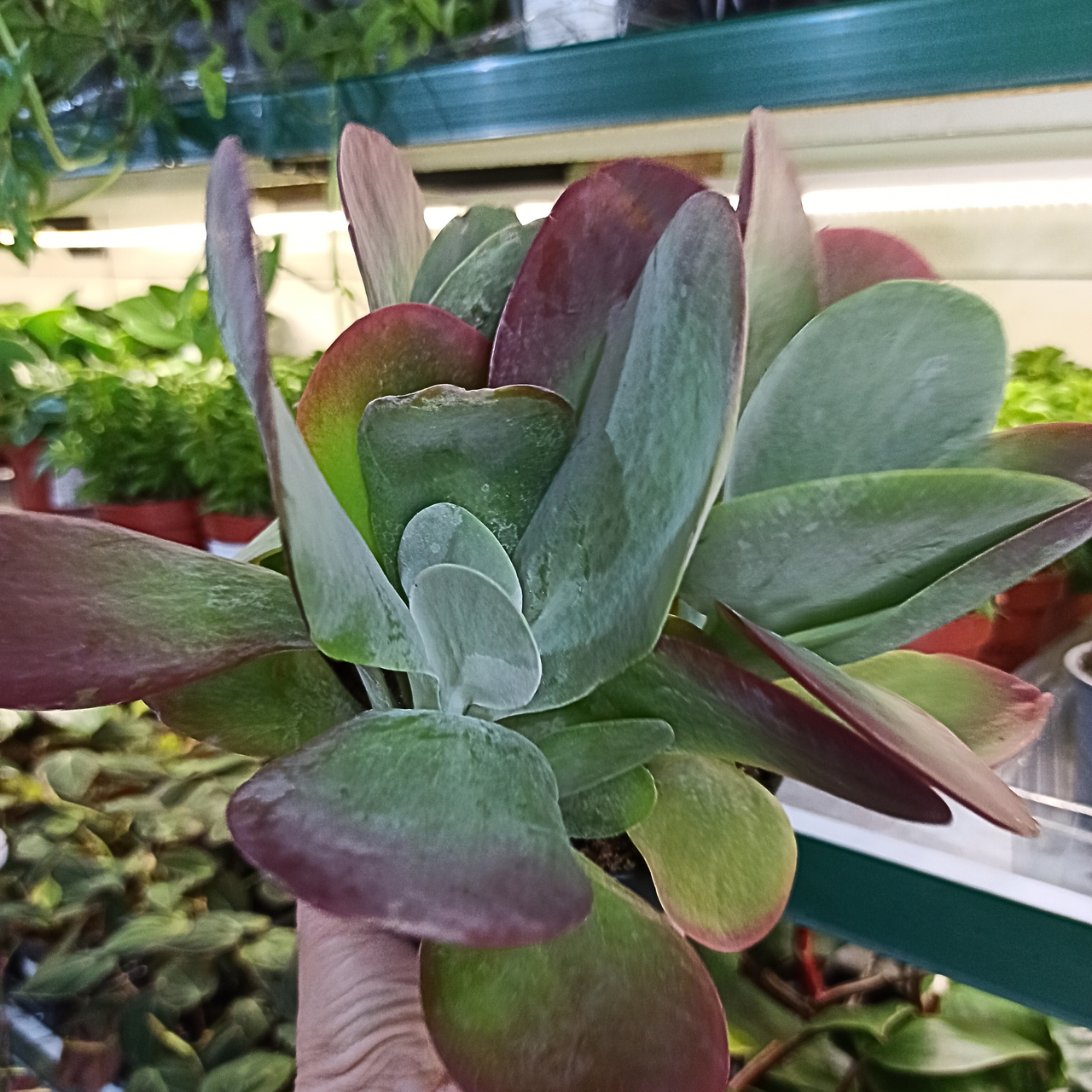 Kalanchoe thyrsiflora C1,2