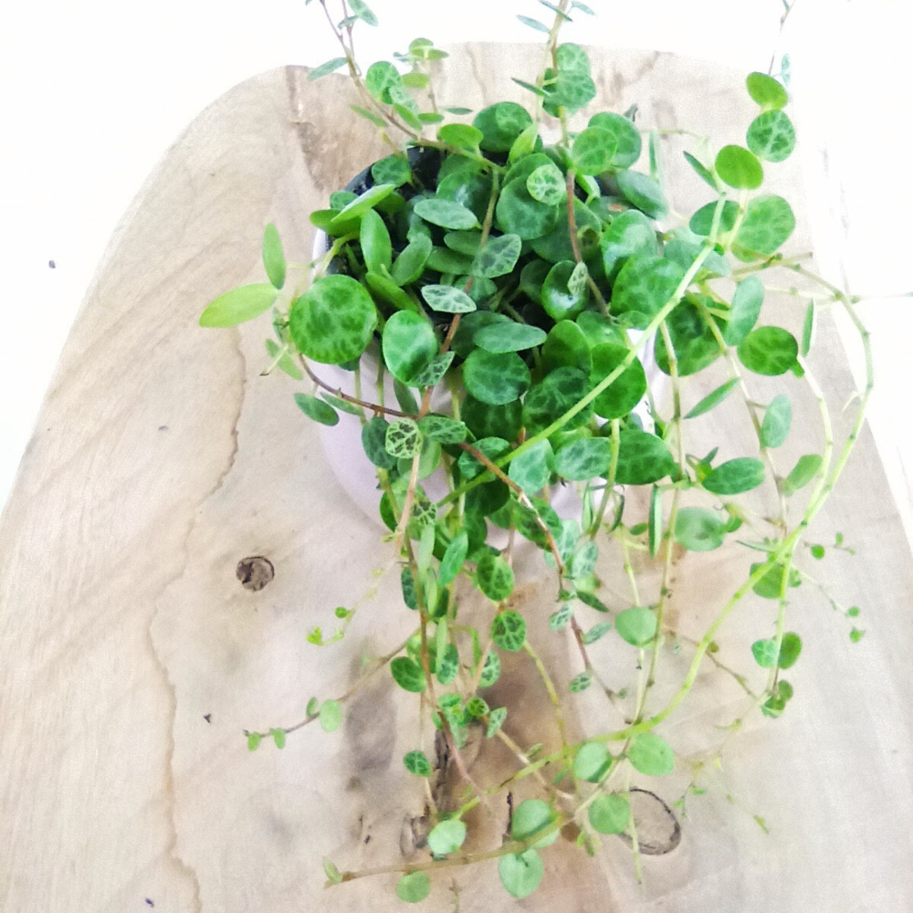 Peperomia prostrata C0,6