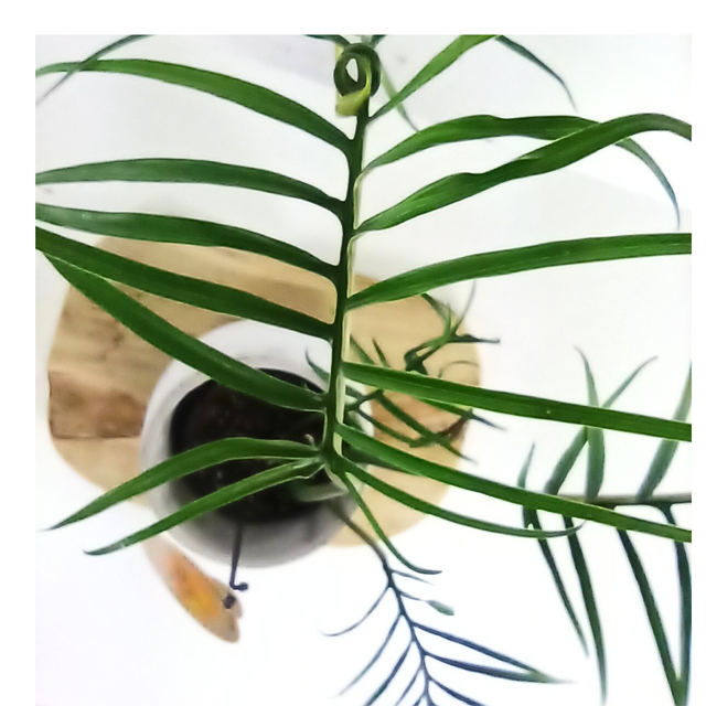 Philodendron Tortum C1,2