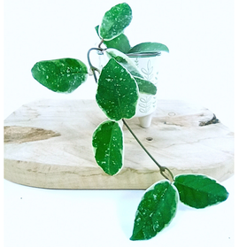 Aglaonema Peach Pearl C1,2