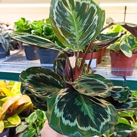 Kalatea Medalion Calathea C1,2