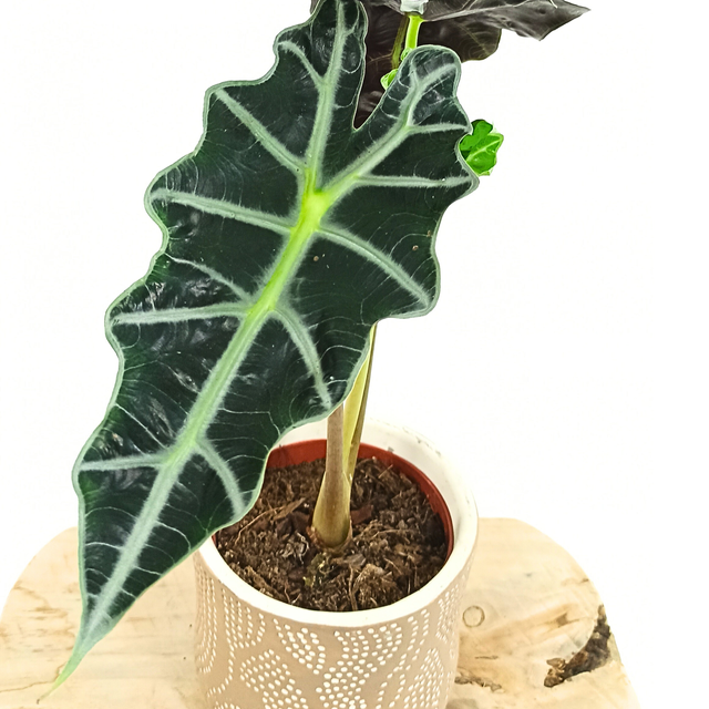 Alocasia Polly C1,2