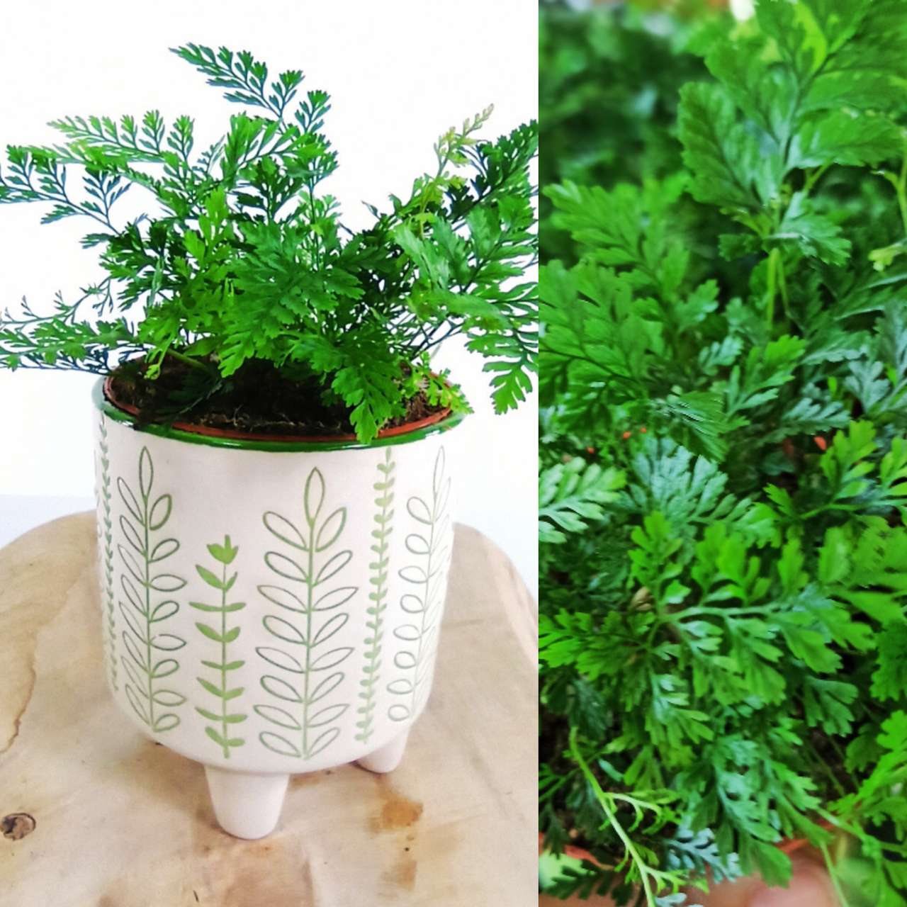 Aglaonema Peach Pearl C1,2