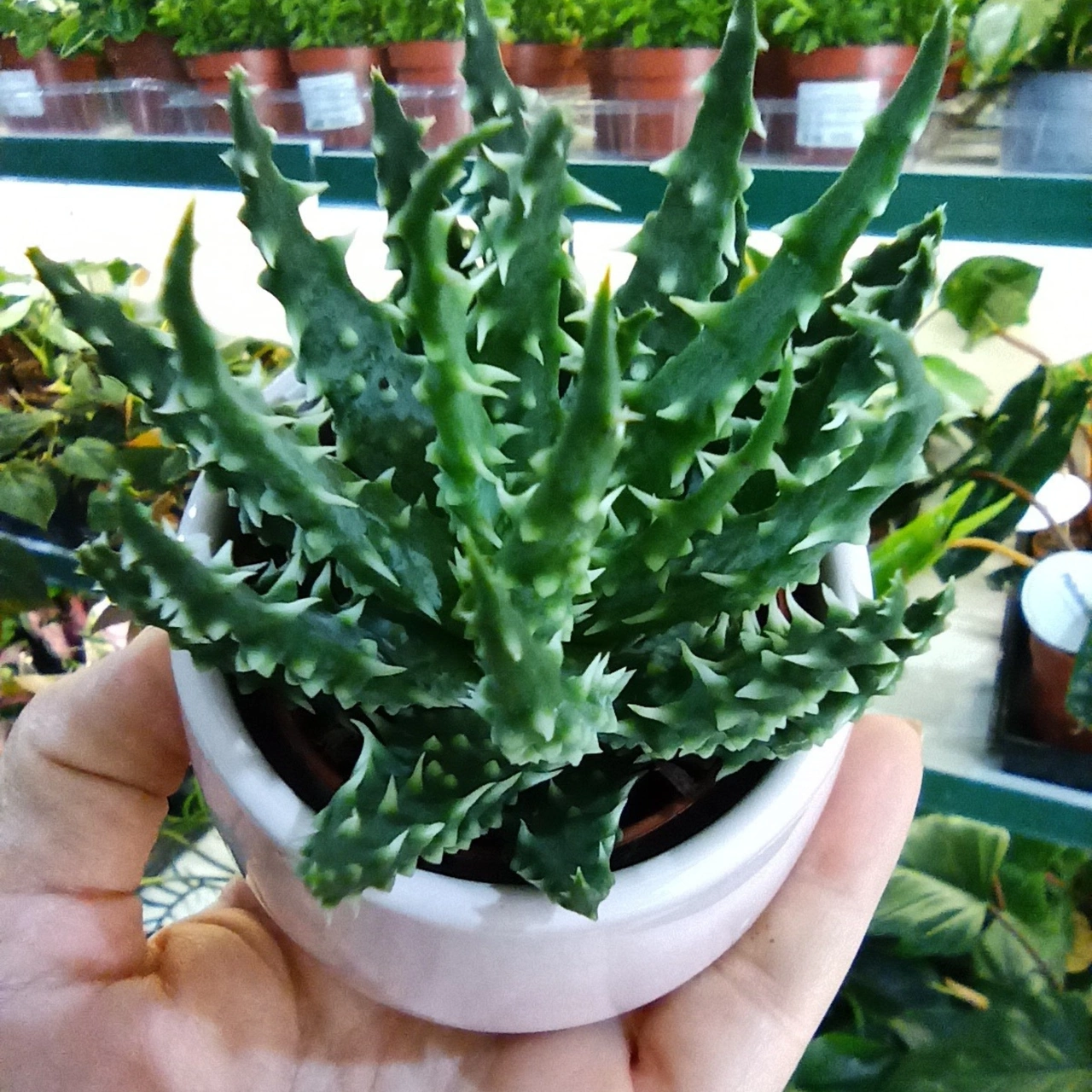 Der niedrige Aloe (Aloe humilis) C0,6